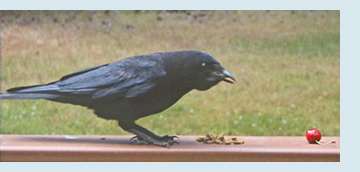 Photo of crow.